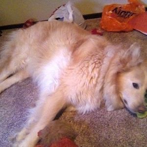 Meet your Posher, Mason